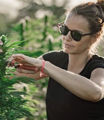 Green morengo CBD
